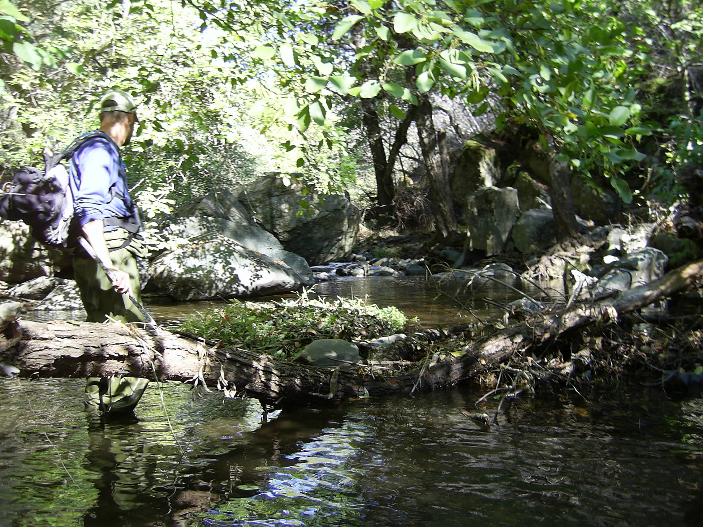 Jackson Creek Pool StudyCover Photo